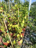 abutilon-megapotamicum-lanterna-cinese-vaso-18