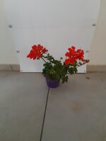 geranio-edera-pelargonium-haederifolium-peltatum-vaso-14-rosso-violetto