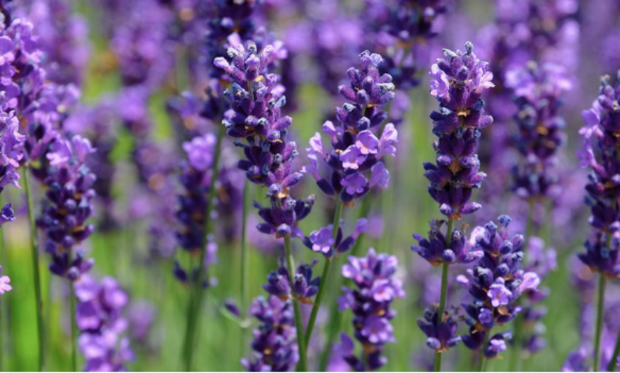 schermata 2026-02-23 alle 14.33.03