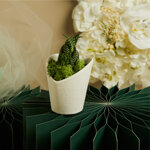 claraluna-2026-vasetto-bianco-cuore-con-piantina-e-muschio-8x76x86-26011