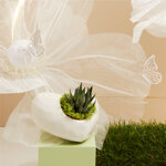 claraluna-2025-vaso-bianco-con-piantina-14x12x6-25146