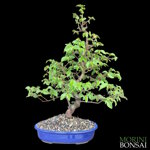 ostrya-carpinifolia-carpino-nero-oc103