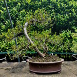 taxus-cuspidata-tasso-del-giappone-tc04