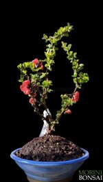 chaenomeles-red-kimono-cha100