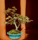 acer-palmatum-ap103
