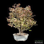 cercidiphyllum-japonica-katsura-kat100