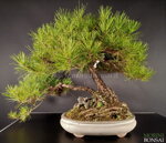 pinus-thunbergii-pt25