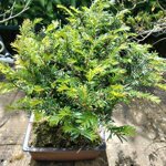 taxus-baccata-tb101