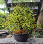 carpinus-orientalis-cor004