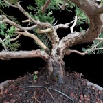 juniperus-itoigawa-git100