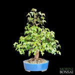 acer-buergerianum-acero-tridente-ab104