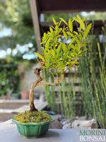 punica-granatum-melograno-pg06