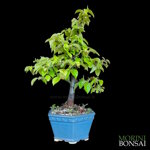 pseudocydonia-sinensis-pc100