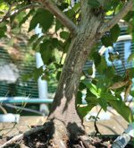 carpinus-orientalis-cor101