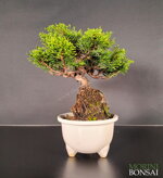 juniperus-itoigawa-gi205