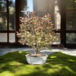 cercidiphyllum-japonica-katsura-kat100