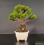 juniperus-itoigawa-gi205