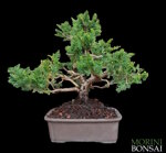 juniperus-itoigawa-git100