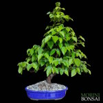 ostrya-carpinifolia-carpino-nero-oc103