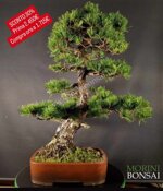 pinus-pentaphylla-pp57