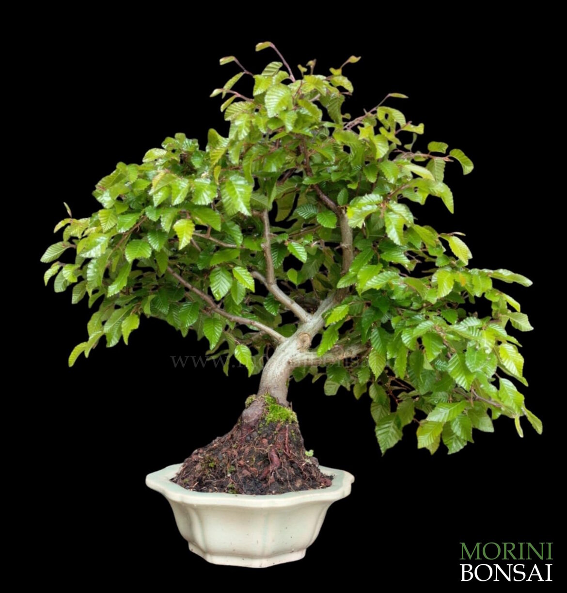 95cc3c45-393f-4e4c-9b30-3e266dacfec3 95cc3c45-393f-4e4c-9b30-3e266dacfec3