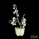 prunus-incisa-kojo-no-mai-pr100