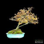 acer-palmatum-varieta-kiyohime-ap100