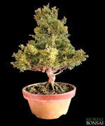 juniperus-itoigawa-gi221