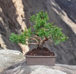 juniperus-itoigawa-git100