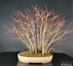 acer-palmatum-yamamomiji-ap35