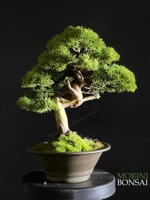 juniperus-itoigawa-gi226