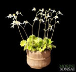 saxifraga-stolonifera-004