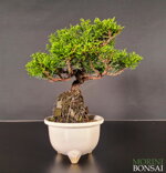 juniperus-itoigawa-gi205