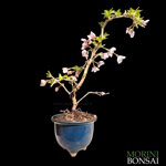 prunus-incisa-kojo-no-mai-pr102