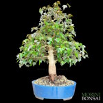 acer-buergerianum-acero-tridente-ab104