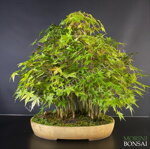 acer-palmatum-yamamomiji-ap35