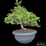 carpinus-orientalis-cor102