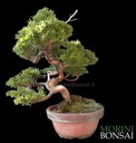juniperus-itoigawa-gi227