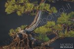 pinus-pentaphylla-pp35