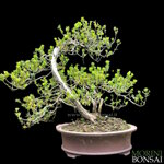 taxus-cuspidata-tasso-del-giappone-tc04