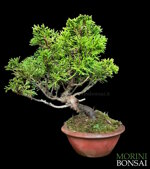 juniperus-itoigawa-gi145