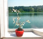 prunuc-incisa-kojo-no-mai-pr104