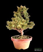 juniperus-itoigawa-gi221