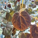 cercidiphyllum-japonica-katsura-kat100
