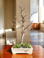 ostrya-carpinifolia-carpino-nero-oc100