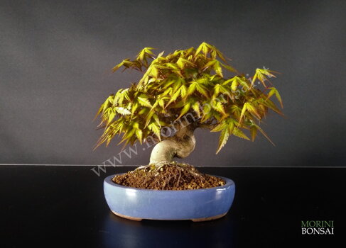 Home Page - morinibonsai-trial