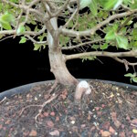 carpinus-orientalis-cor102