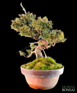 juniperus-itoigawa-gi227