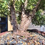 taxus-media-hicksii-tmh101