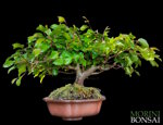 carpinus-orientalis-cor100